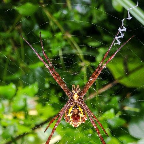 Spider