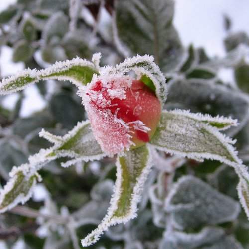Frozen I