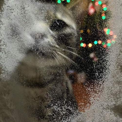 Photo #2122417