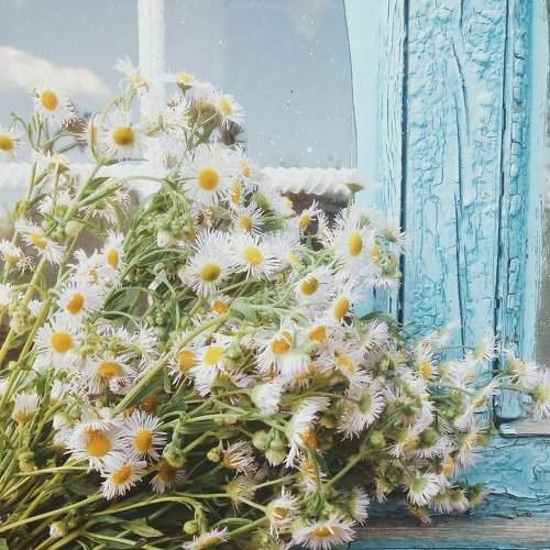 chamomile