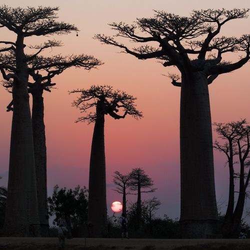 Sunset In Madagascar