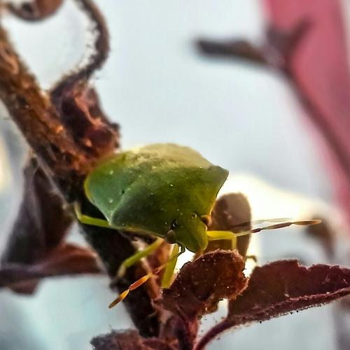 Insect