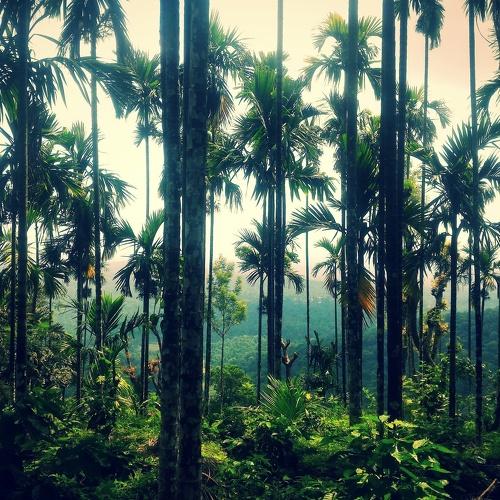 Serenity of the hill