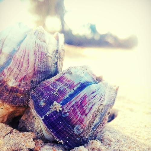 Twin Barnacle