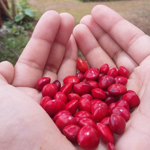 Manjadii