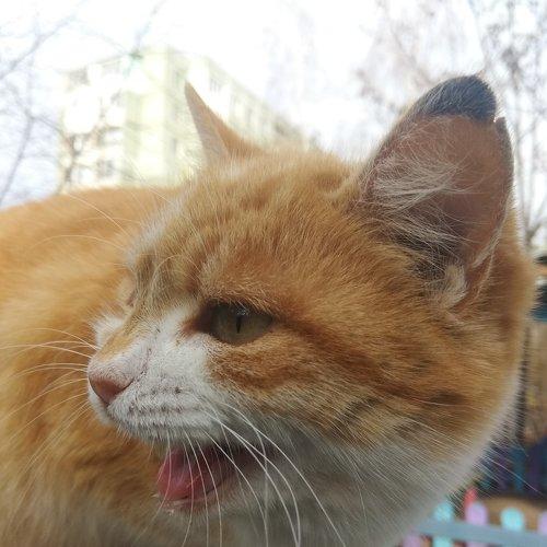 Photo #2126772