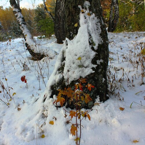 Снег в осеннем лесопарке.