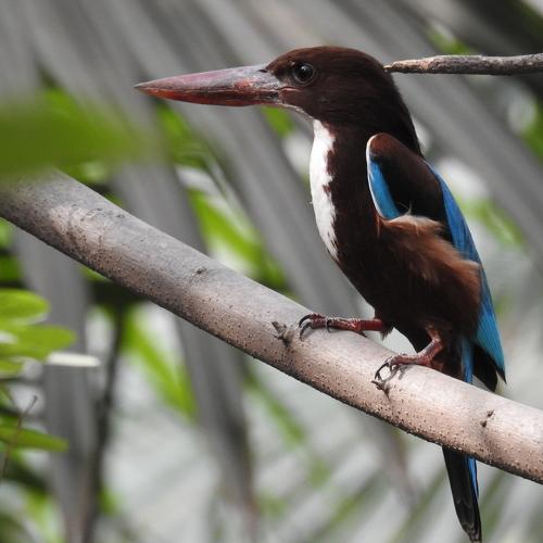 Kingfisher