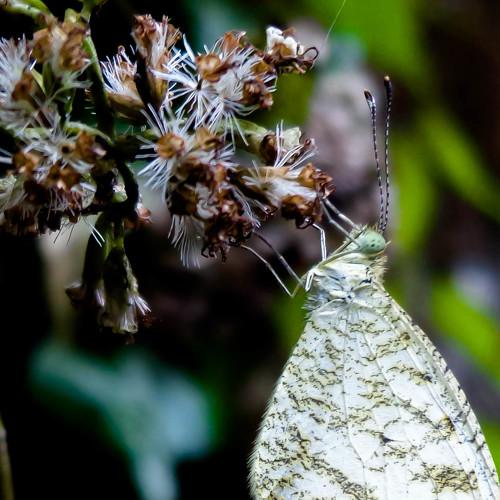 white butterfly