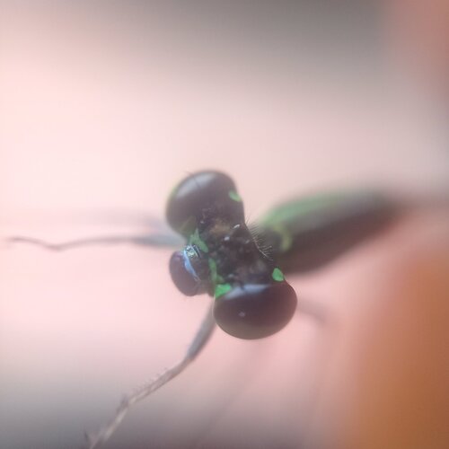 Little grasshopper