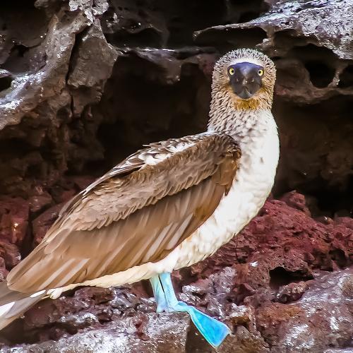 The blue-footed booby (Sula nebouxii). Голубоногая олуша.