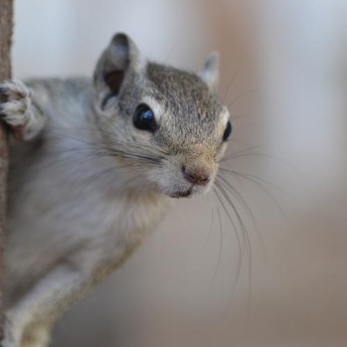 The Squirrel