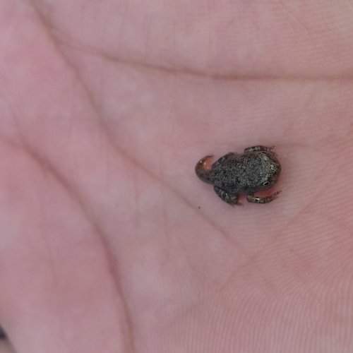 Froglet in hand