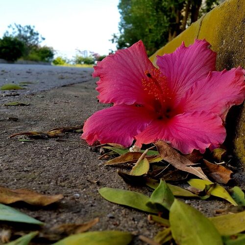 Flower