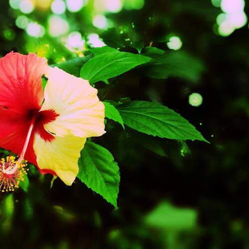 Flower in Diversity