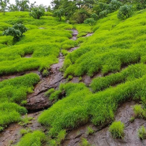 Green nature