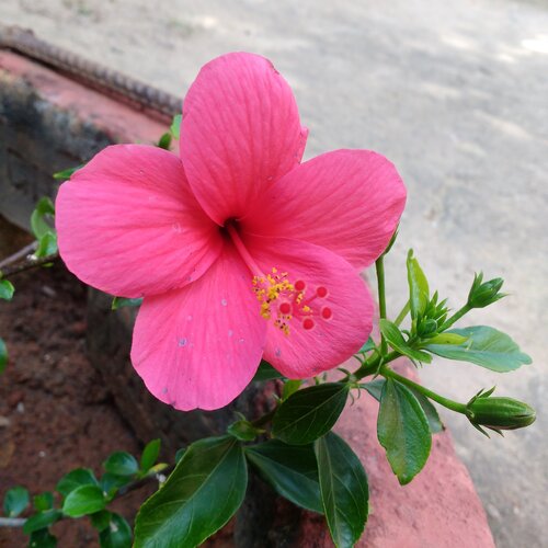 Hibiscus