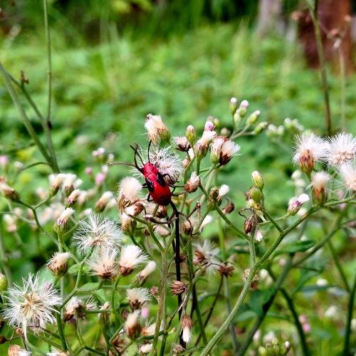 Nature's creation