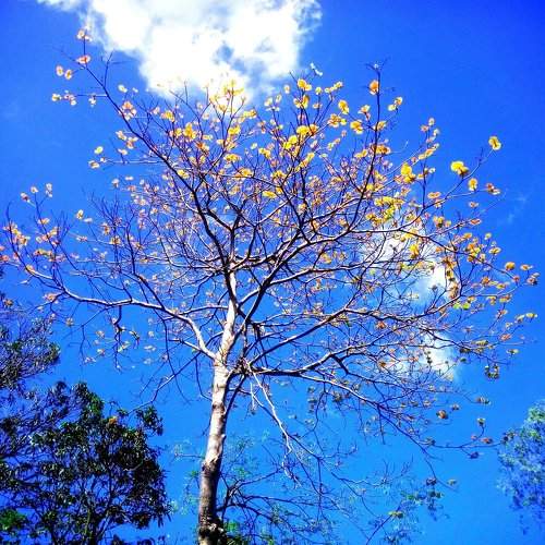 An excellent combination of tree and blue sky.