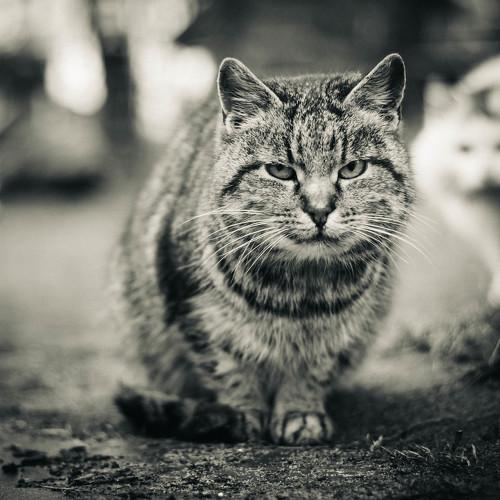 Bad cats