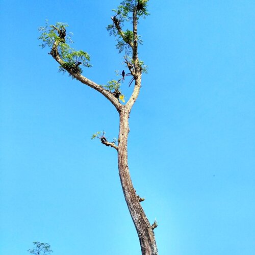 lonely Birds
