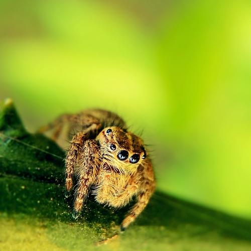 Jumping Spider