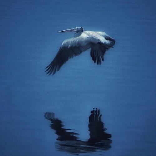Photo #2135122