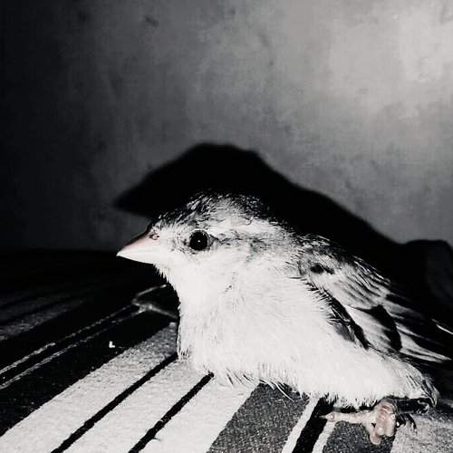 Little one