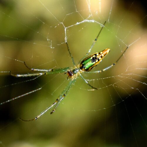 Spider