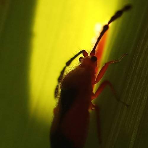 Spindle bug in arecanut