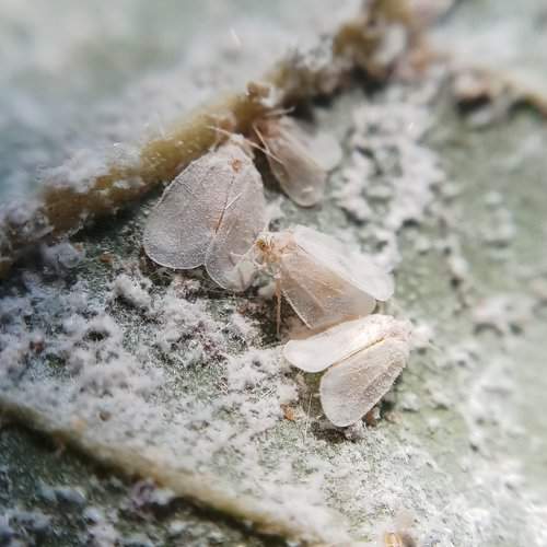 Coconut whitefly