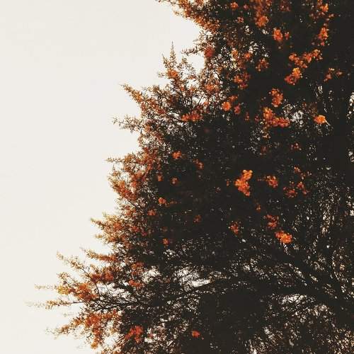 Fire Tree