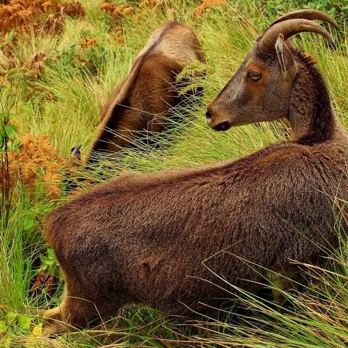 Nilgiri Tahr