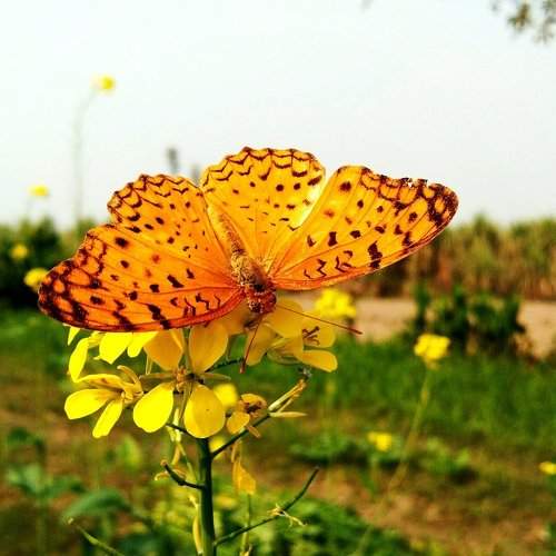 A butterfly is sucking juice from  mustard plant