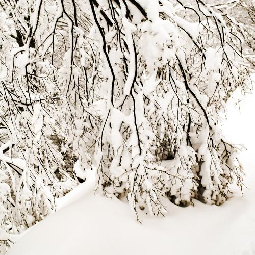 Photo #2138117