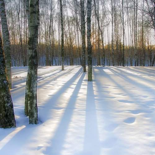 Зима в березовой роще.