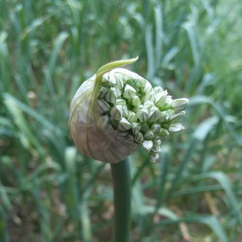 Onion blossom
