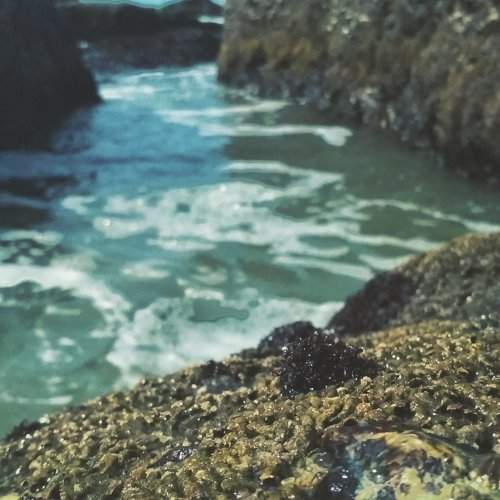 sea life