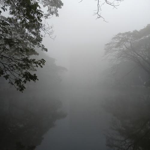 Foggy Morning