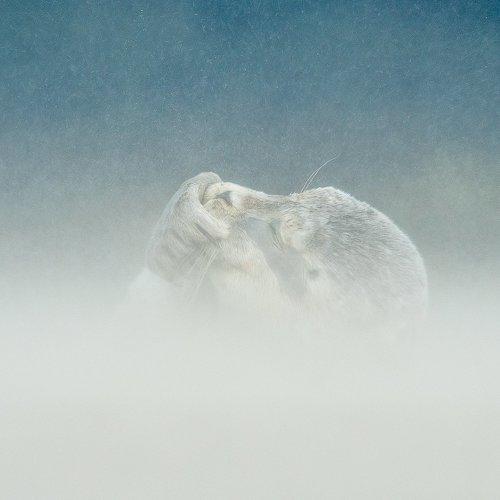seal