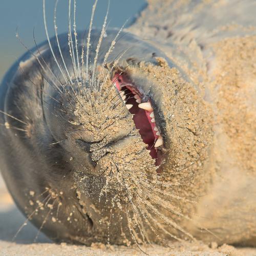 baby seal