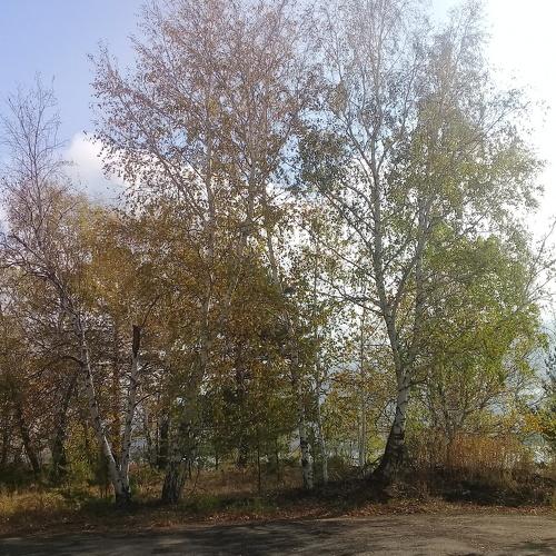 Осенняя чаща