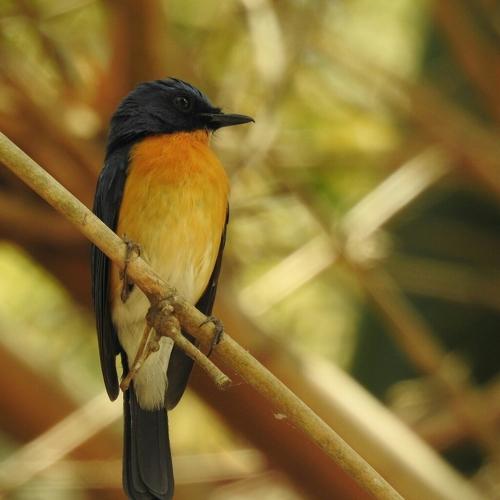 Tickell's blue flycatcher