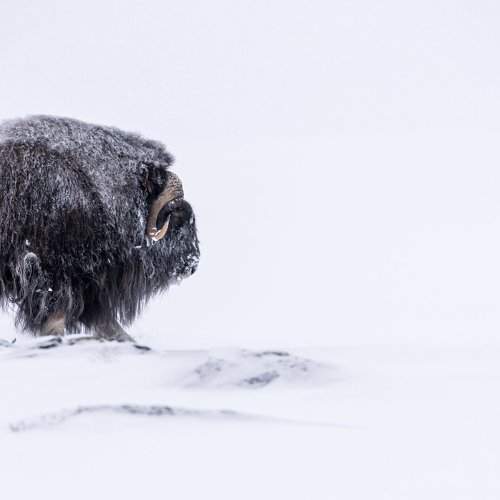 Musk Ox