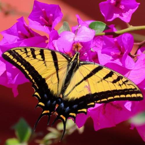 Yellow Butterfly