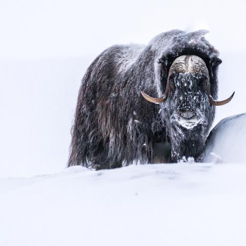 Musk Ox