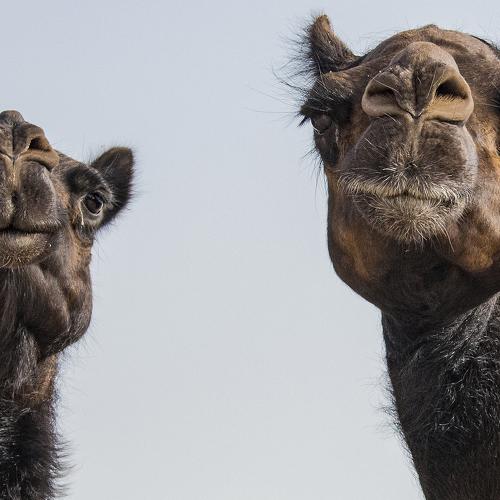THE ARABIAN CAMEL