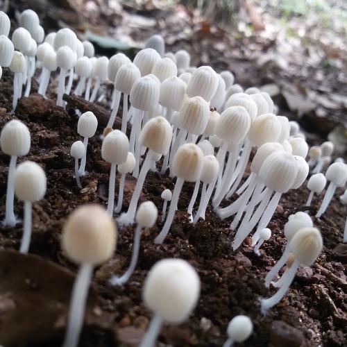 Mushrooms