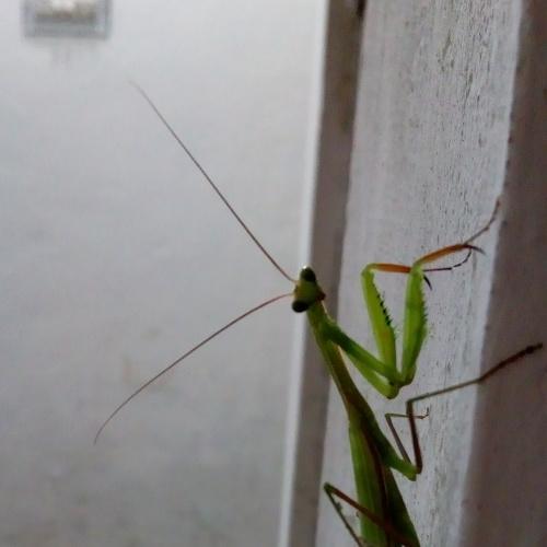 Praying mantisb (Alian on the planet)