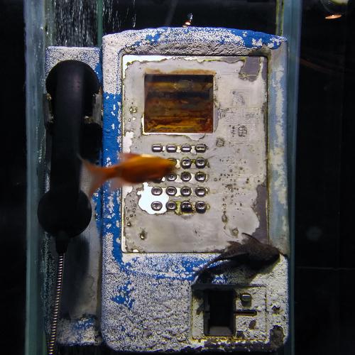 Fish In The Phone